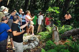 Jozani Forest
